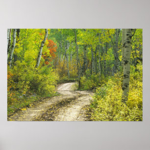 Poster Route avec couleurs d'automne et trembles à Kebler