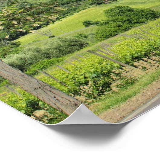 Poster Route de campagne courbée entre cyprès dans (Coin)