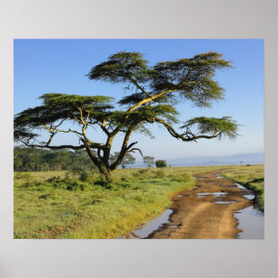 Poster Route de terre primitive et acacia, lac Nakuru