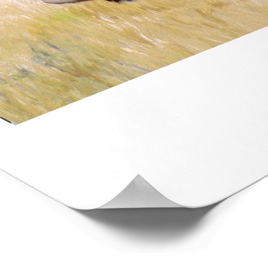 Poster Route d'été toscane (Coin)