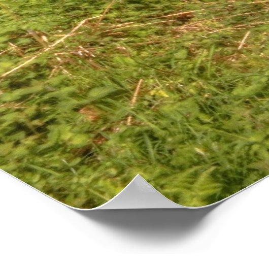 Poster Route d'Irlande rurale (Coin)