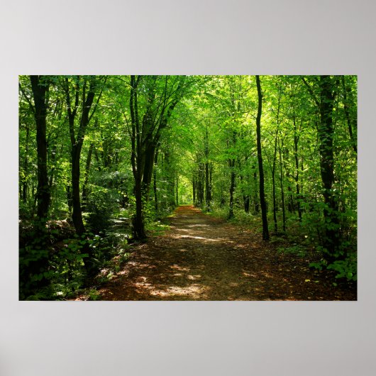 Poster Route forestière 5 (Devant)