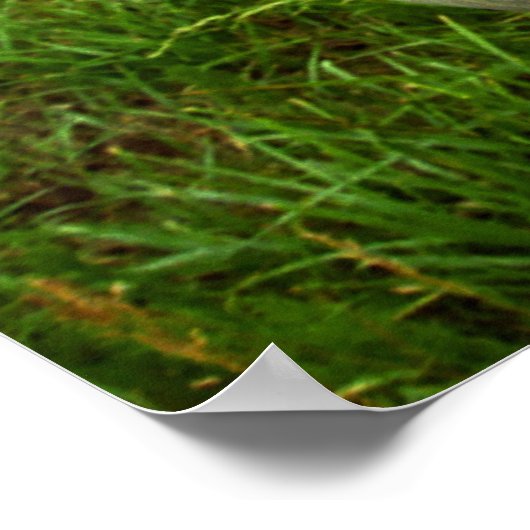 Poster Route romantique Aloha (Coin)