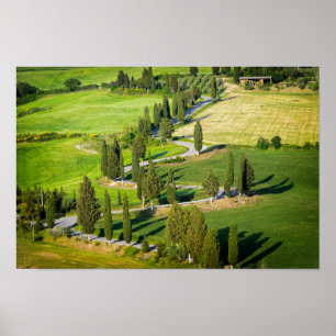 Poster Route sinueuse bordée de Cypress en Toscane