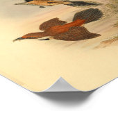 Poster Roux Fantail Rouge Flycatcher Oiseau Vintage Impri (Coin)