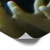 Poster Royal Angel Fish (Coin)