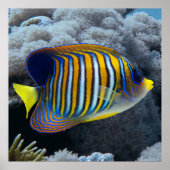 Poster Royal Angel Fish (Devant)