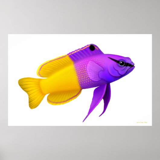 Poster Royal Gramma Coral Reef Poisson Poisson (Devant)