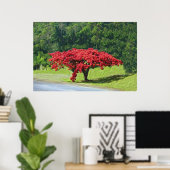 Poster Royal Poinciana (Thuiskantoor)