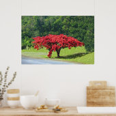 Poster Royal Poinciana (Keuken)
