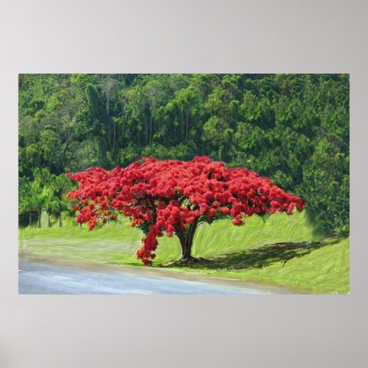 Poster Royal Poinciana (Voorkant)