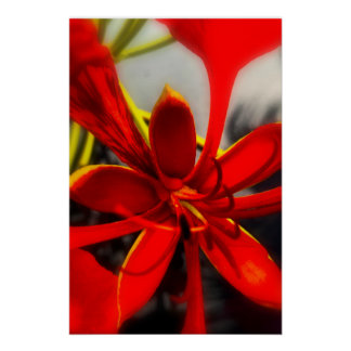 Poster Royal Poinciana Perfect Poster