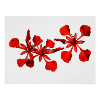 Poster Royal Poinciana Perfect Poster