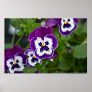 Poster Royal Purple and White Matrix Pansy