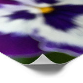 Poster Royal Purple and White Matrix Pansy (Coin)