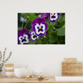 Poster Royal Purple and White Matrix Pansy (Cuisine)