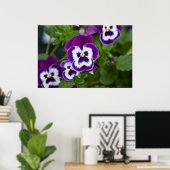 Poster Royal Purple and White Matrix Pansy (Bureau à domicile)