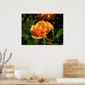 Poster Royal Sunset Hybrid Tea Rose 016 (Cuisine)