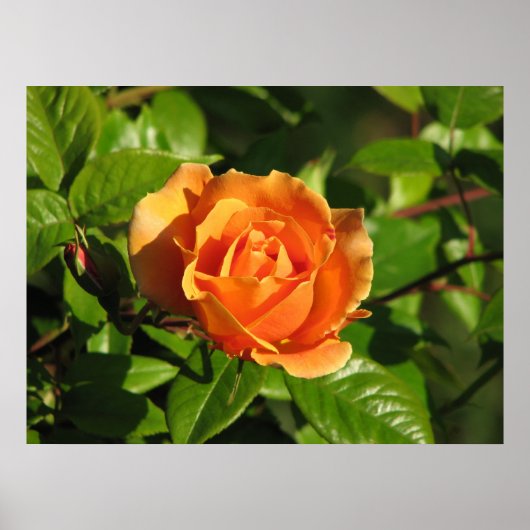 Poster Royal Sunset Hybrid Tea Rose 018 (Devant)