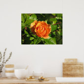 Poster Royal Sunset Hybrid Tea Rose 018 (Cuisine)