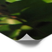 Poster Royal Sunset Hybrid Tea Rose 018 (Coin)