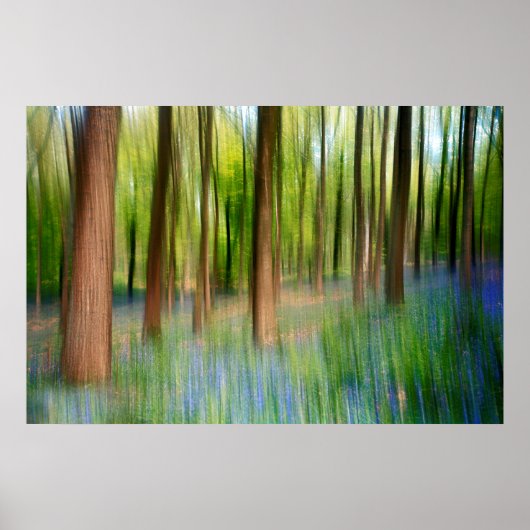 Poster Royaume-Uni | Bluebell Oak Woodland in Springtime (Devant)