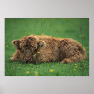 Poster Royaume-Uni, Écosse. Veau des Highlands