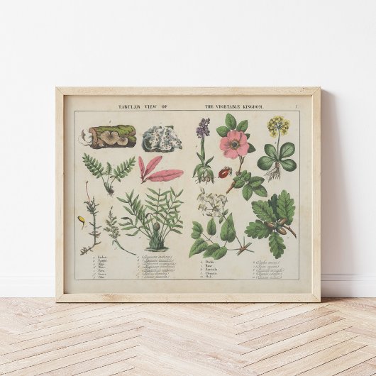 Poster Royaume végétal | Charlotte Mary Yonge