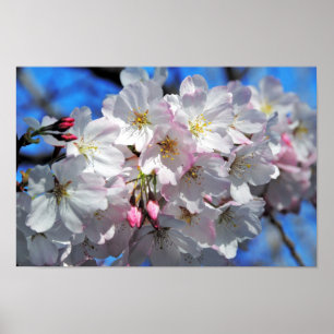 Poster Roze Cherry Blossom Flowers