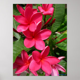 poster - roze loodgieter