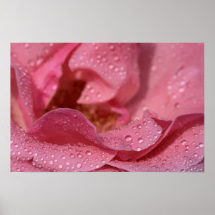 Poster Rozenblaadjes Na De Regen Fotografie