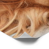 Poster Ruby Cavalier King Charles Spaniel (Coin)