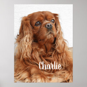 Poster Ruby Cavalier King Charles Spaniel