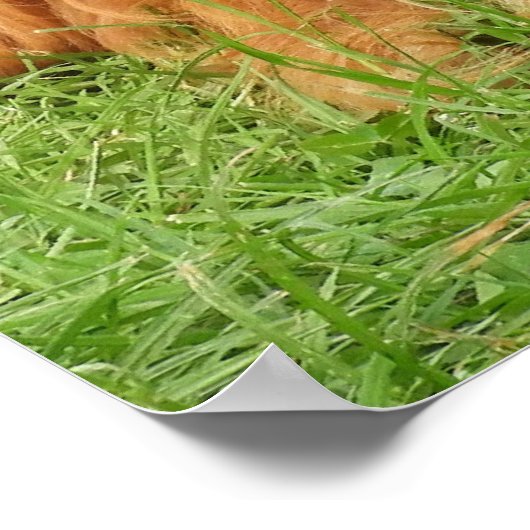 Poster Ruby Cavalier King Charles Spaniel (Coin)