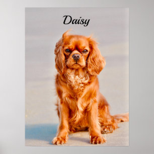 Poster Ruby Cavalier King Charles Spaniel Chien