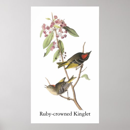 Poster Ruby couronné Kinglet, John Audubon (Devant)