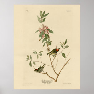 Poster Ruby couronné Wren (Kinglet) Audubon Birds Amériqu