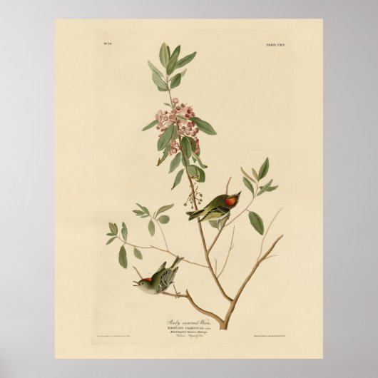 Poster Ruby couronné Wren (Kinglet) Audubon Birds Amériqu (Devant)