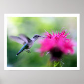 Poster "Ruby" Photographie de colibri Imprimer (Devant)
