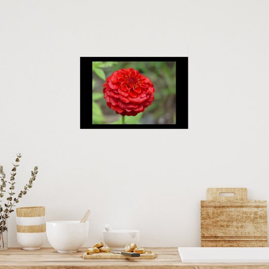 Poster Ruby Red Zinnia (Cuisine)