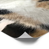 Poster Ruby The Big Kitten, 20 mois (Coin)