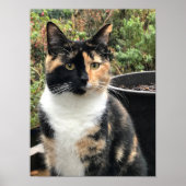 Poster Ruby The Big Kitten, 20 mois (Devant)