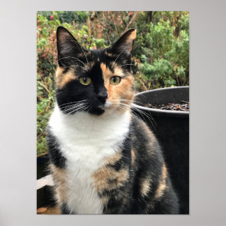 Poster Ruby The Big Kitten, 20 mois