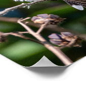 Poster Ruby-Throated Hummingbird Fine Art Photography (Coin)