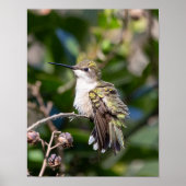 Poster Ruby-Throated Hummingbird Fine Art Photography (Devant)