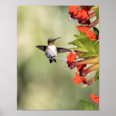 Poster Ruby-Throated Hummingbird Fine Art Photography (Devant)