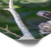 Poster Ruby-Throated Hummingbird Fine Art Photography  (Coin)