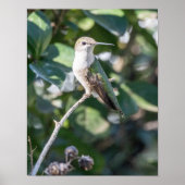 Poster Ruby-Throated Hummingbird Fine Art Photography  (Devant)