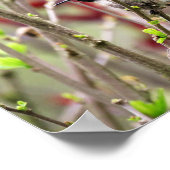 Poster Ruby Throated Hummingbird in Spring  (Coin)