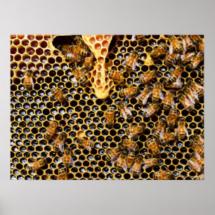 Poster Ruche d'abeilles avec peigne d'abeille